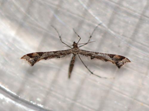 Amblyptilia acanthadactyla